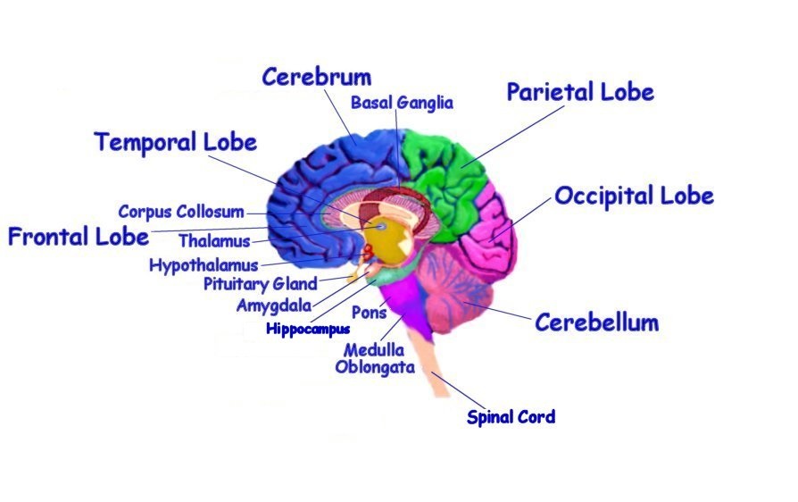 brain_diagram1